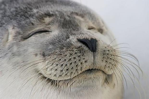 Satisfied Seal Meme Preview Image