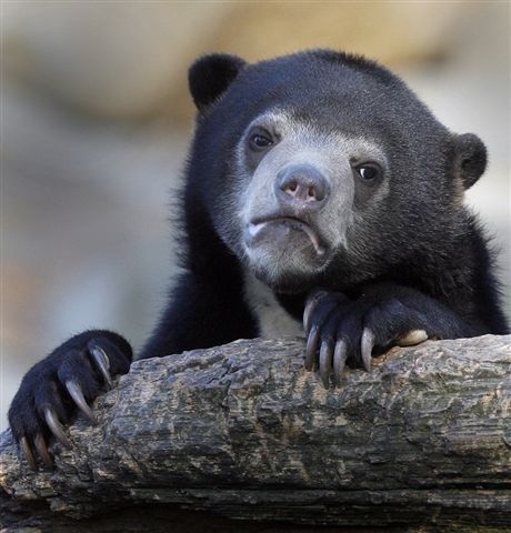 Confession Bear Meme Preview Image