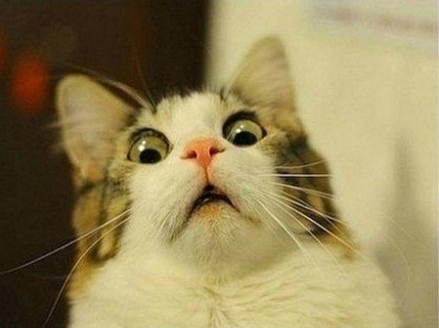 Scared Cat Meme Preview Image
