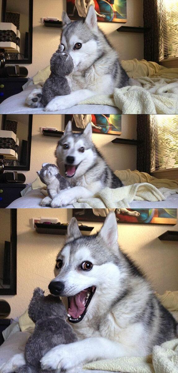 Bad Pun Dog Meme Preview Image