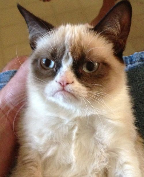 Grumpy Cat Meme Preview Image