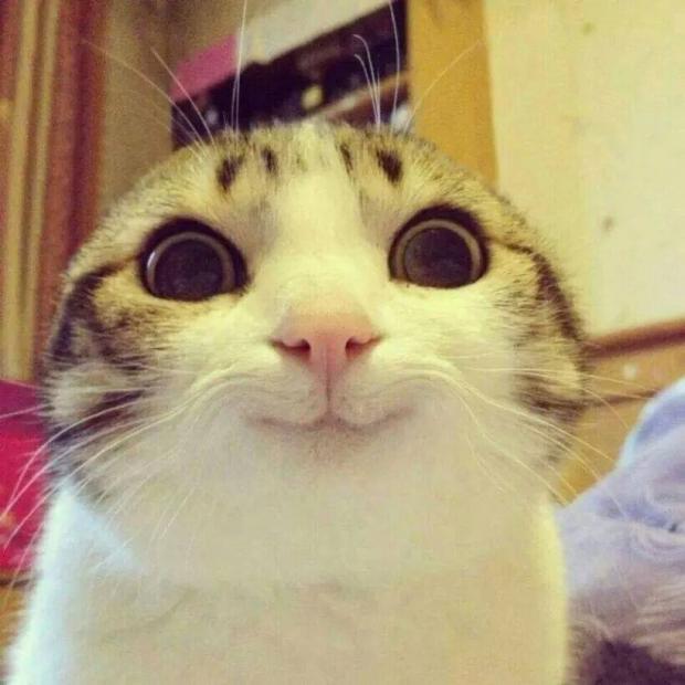Smiling Cat Meme Preview Image
