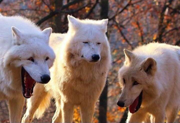 Laughing wolf Meme Preview Image