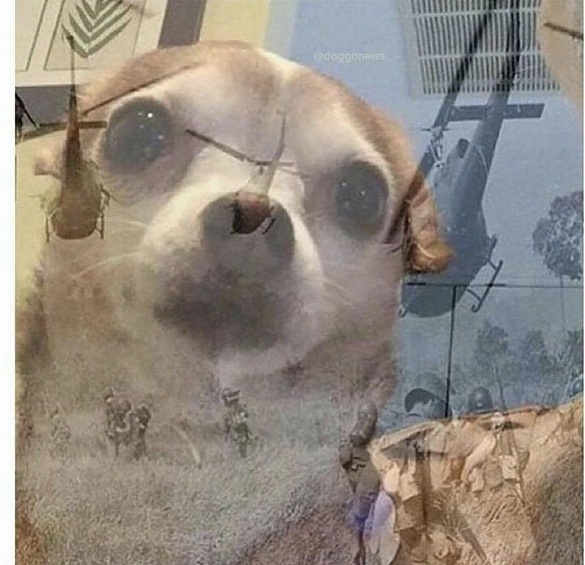 PTSD Chihuahua Meme Preview Image