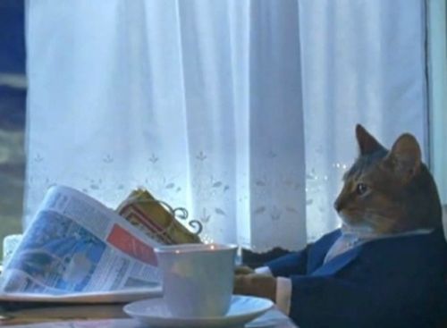 I Should Buy A Boat Cat Meme Preview Image