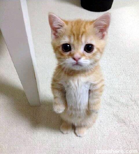 Cute Cat Meme Preview Image