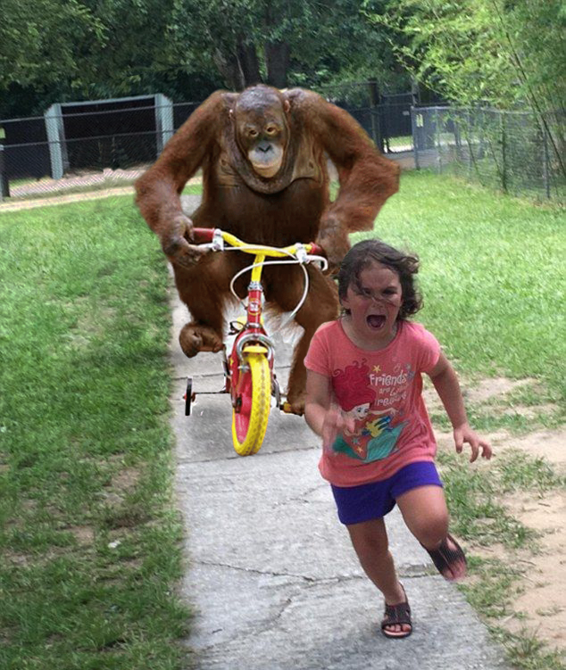 Orangutan chasing girl on a tricycle Meme Preview Image