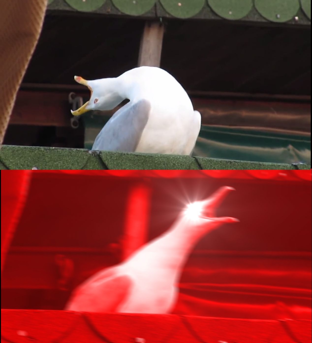 Screaming bird Meme Preview Image