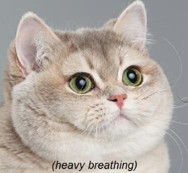 Heavy Breathing Cat Meme Preview Image