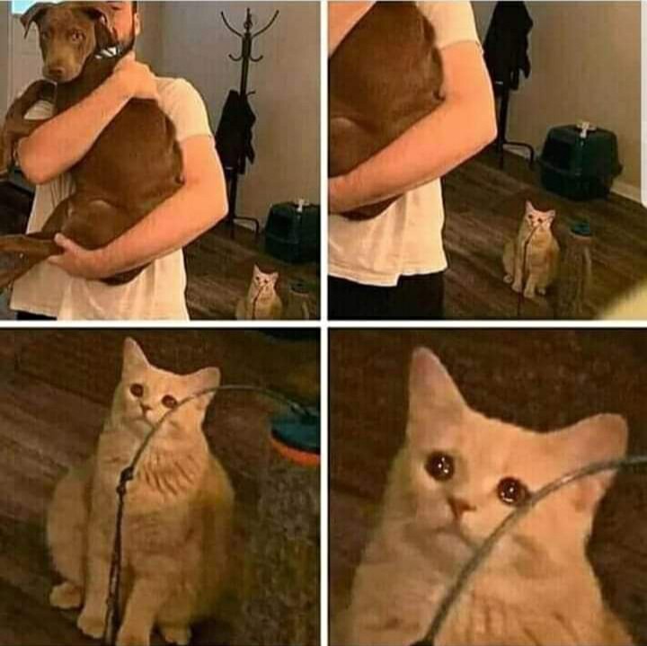 Sad Cat Holding Dog Meme Preview Image