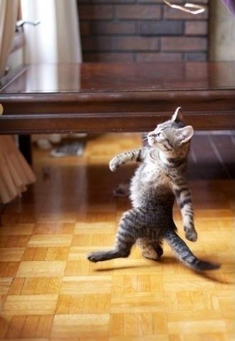 Cool Cat Stroll Meme Preview Image