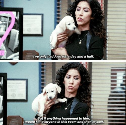 I've only had Arlo for a day and a half Meme Preview Image