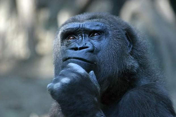 Deep Thoughts Meme Preview Image