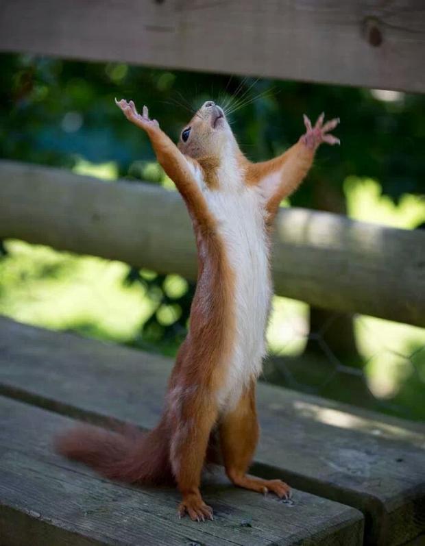 Happy Squirrel Meme Preview Image
