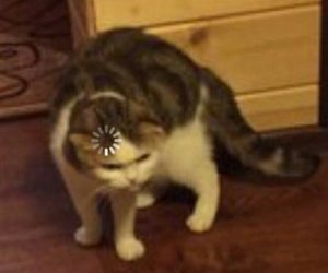 Loading cat Meme Preview Image