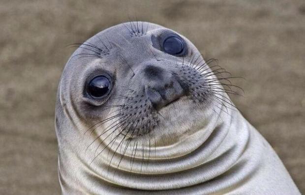 Awkward Moment Sealion Meme Preview Image