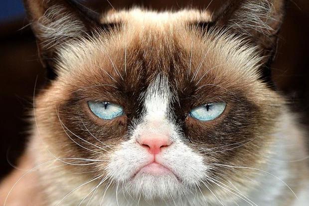 Grumpy Cat Not Amused Meme Preview Image