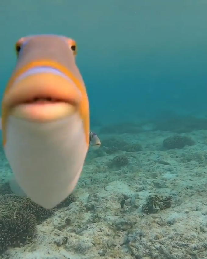 staring fish Meme Preview Image