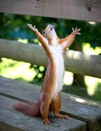 Praise Squirrel Meme Preview Image