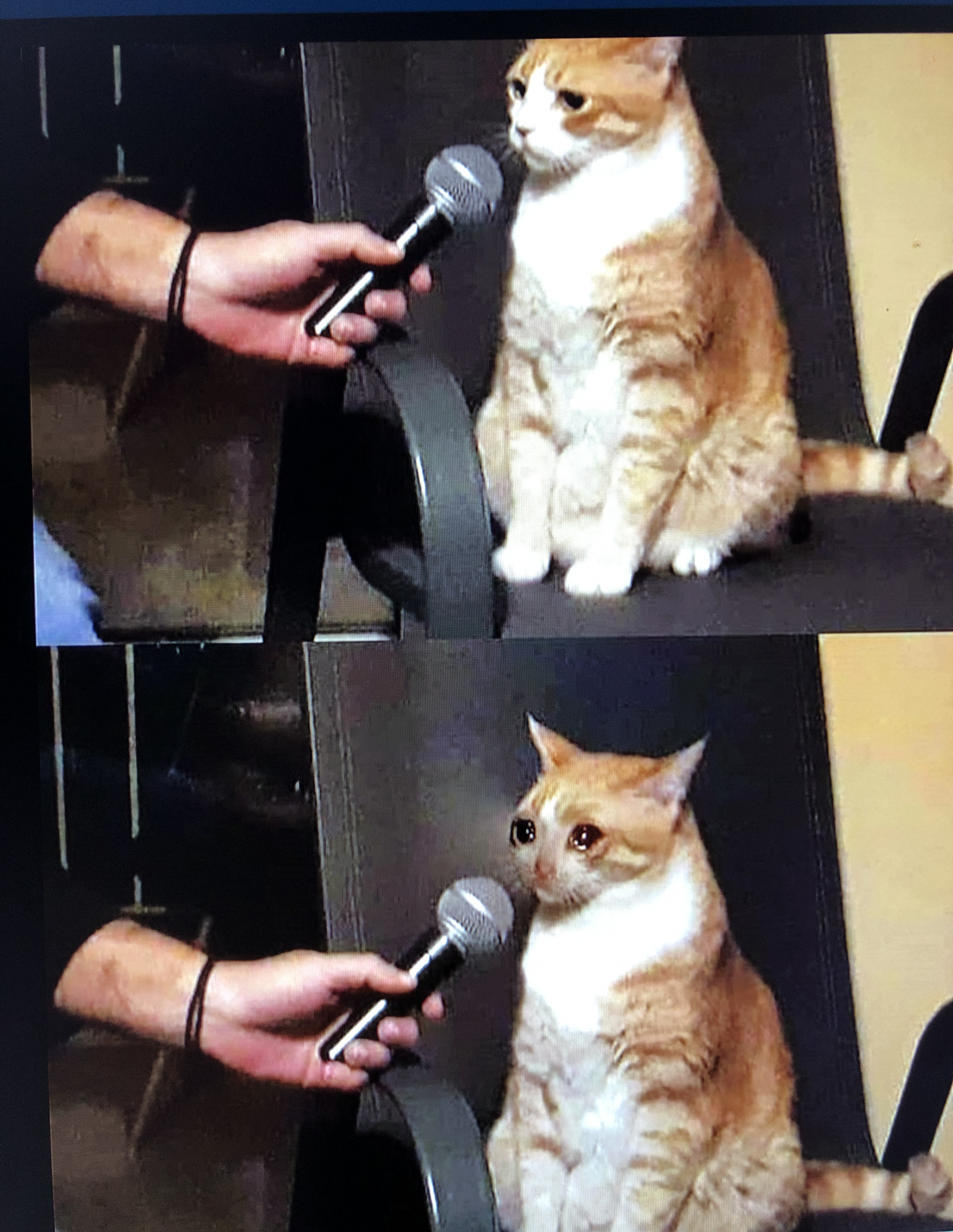 Cat interview crying Meme Preview Image