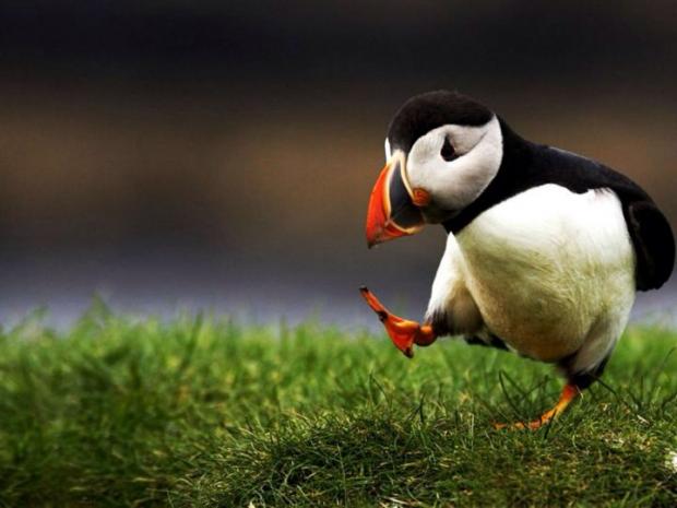 Unpopular Opinion Puffin Meme Preview Image