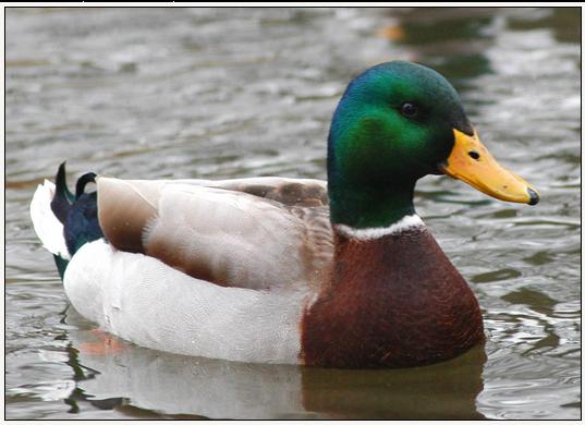 Actual Advice Mallard Meme Preview Image