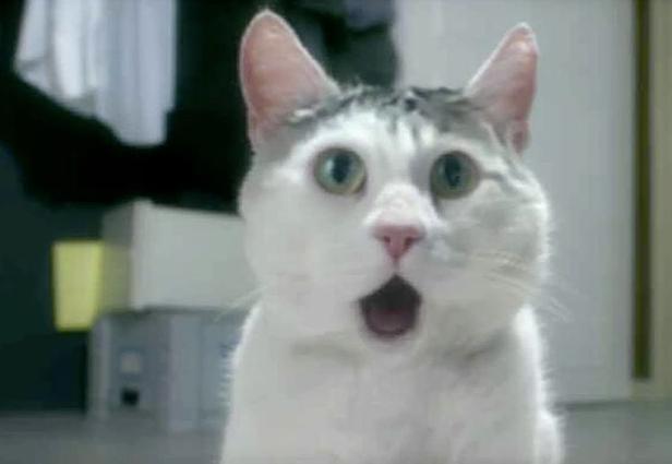 OMG Cat Meme Preview Image