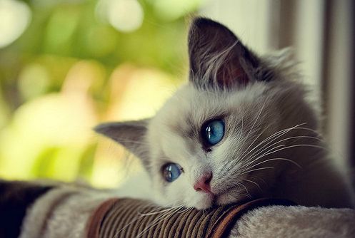 First World Problems Cat Meme Preview Image