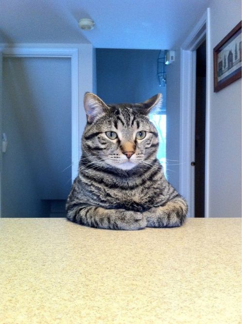 Take A Seat Cat Meme Preview Image
