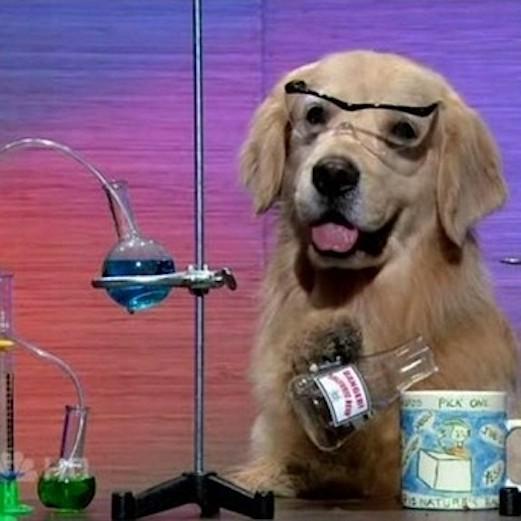 I Have No Idea What I Am Doing Dog Meme Preview Image