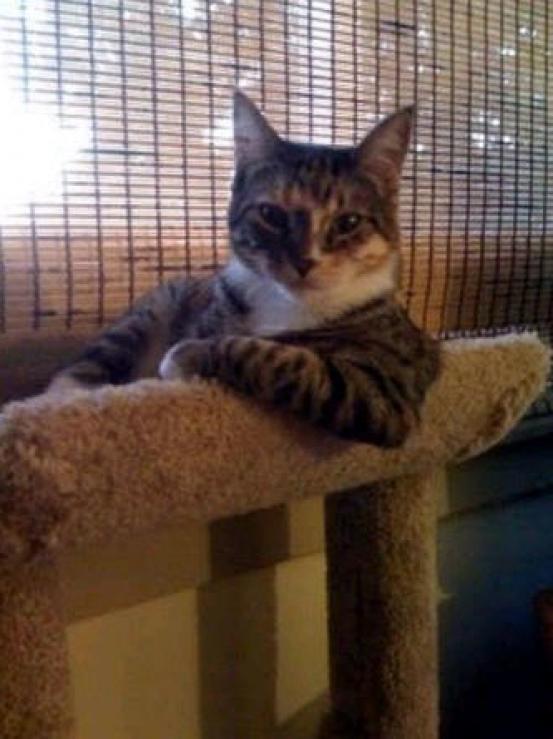 The Most Interesting Cat In The World Meme Preview Image