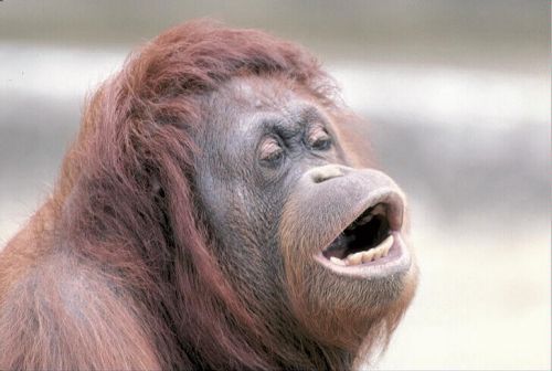 Monkey OOH Meme Preview Image