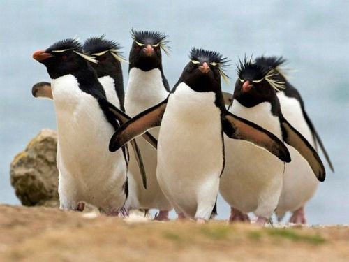 Penguin Gang Meme Preview Image