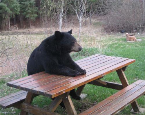 Bad Luck Bear Meme Preview Image