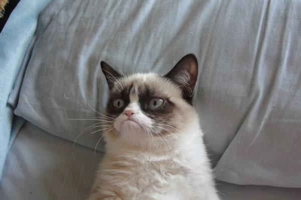 Grumpy Cat Bed Meme Preview Image