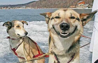 Original Stoner Dog Meme Preview Image