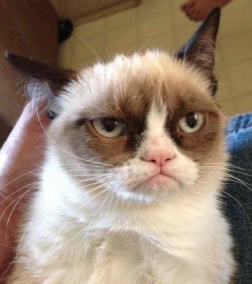 Grumpy Cat Reverse Meme Preview Image