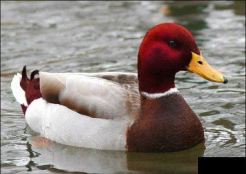 Malicious Advice Mallard Meme Preview Image