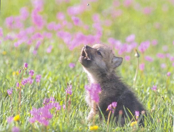 Baby Insanity Wolf Meme Preview Image