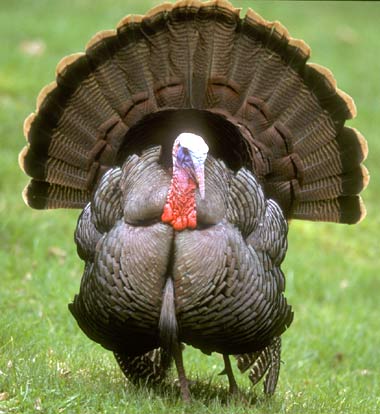 Turkey Meme Preview Image
