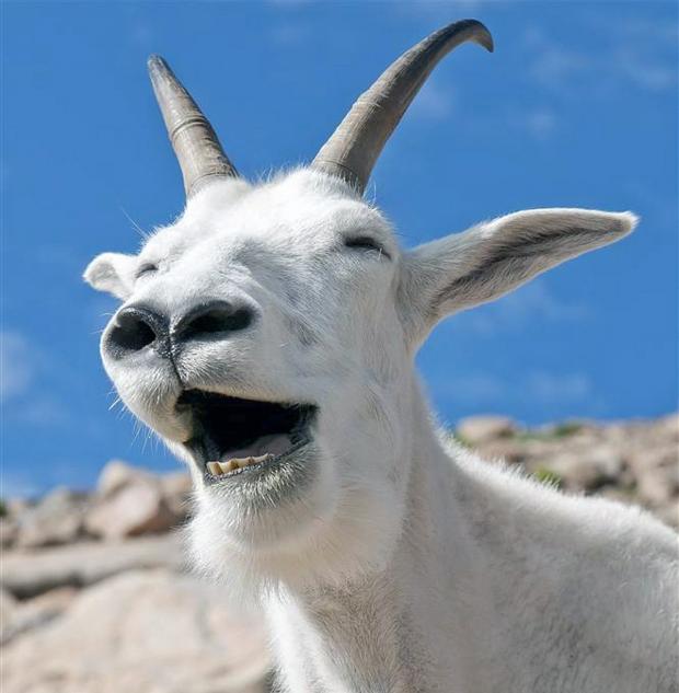 Laughing Goat Meme Preview Image