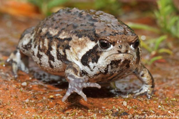 Grumpy Toad Meme Preview Image