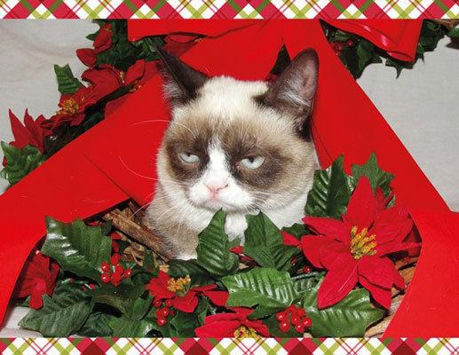 Grumpy Cat Mistletoe Meme Preview Image