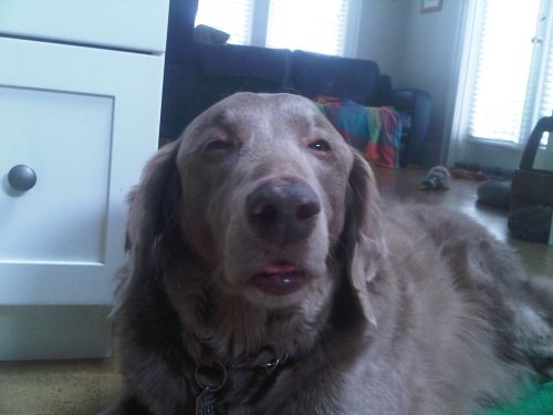 High Dog Meme Preview Image