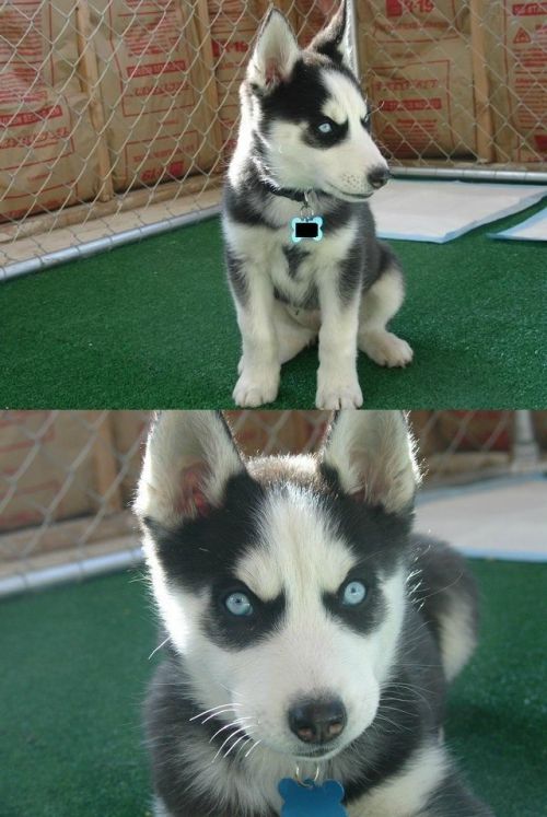 Insanity Puppy Meme Preview Image
