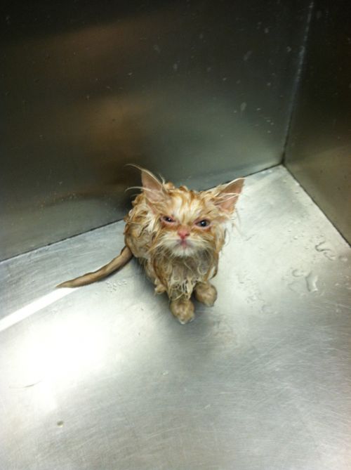 Kill You Cat Meme Preview Image
