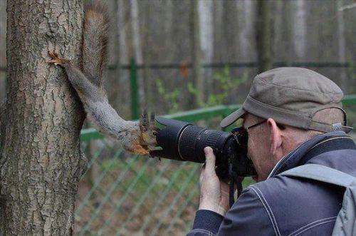 Jehovas Witness Squirrel Meme Preview Image