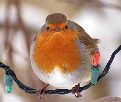 Bah Humbug Meme Preview Image