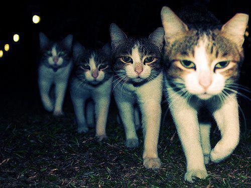 Wrong Neighboorhood Cats Meme Preview Image