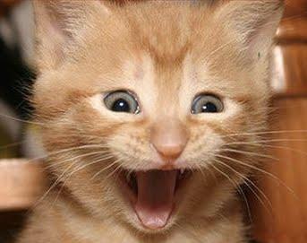 Excited Cat Meme Preview Image